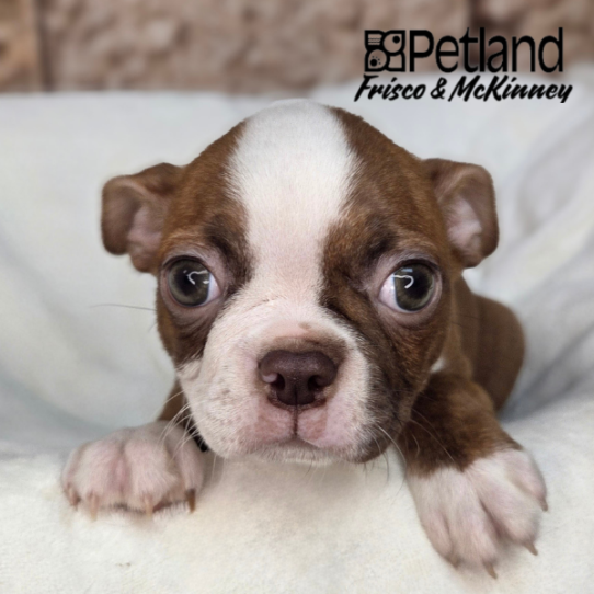 [#261558-04] Seal Brindle / White F Boston Terrier Puppies for Sale