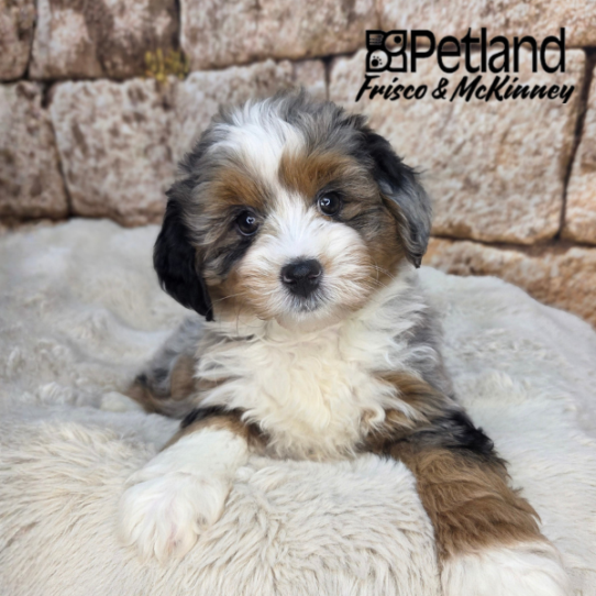 [#261408-05] Blue Merle F Bernedoodle Mini 2nd Gen Puppies for Sale