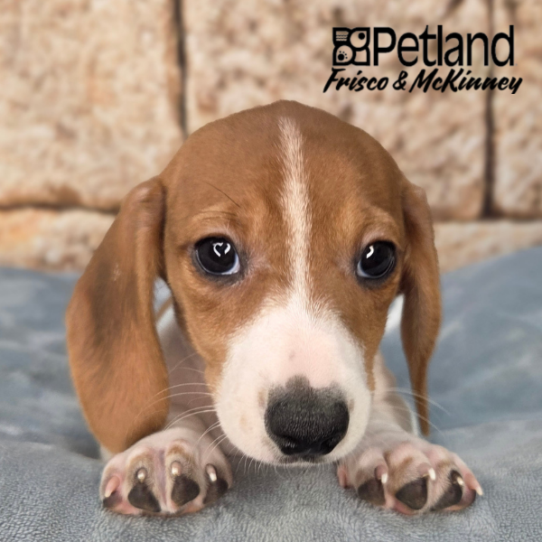 [#2671-03] Red / White F Dachshund Puppies for Sale