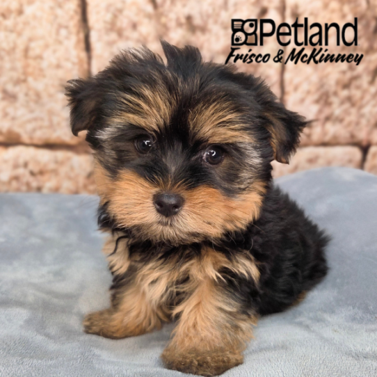 [#26201-01] M Morkie Puppies for Sale