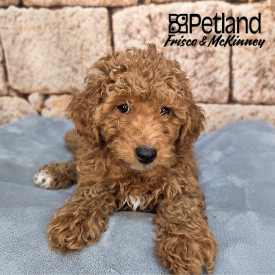 [#26760-02] Red M Goldendoodle Mini Puppies for Sale