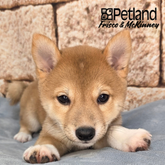 [#N03503] Red M Shiba Inu Puppies for Sale