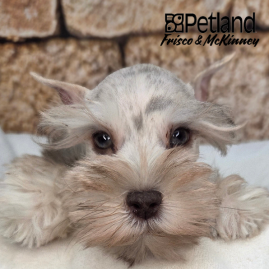 [#2615-02] Apricot M Miniature Schnauzer Puppies for Sale
