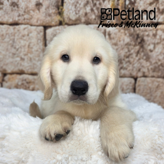 [#261703-04] Golden F Golden Retriever Puppies for Sale