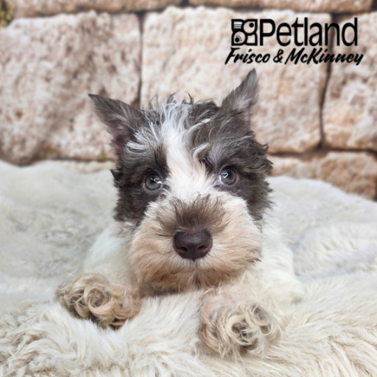 [#26184-04] White / Chocolate F Miniature Schnauzer Puppies for Sale