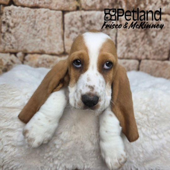 [#N03542] Red and White F Basset Hound Puppies for Sale