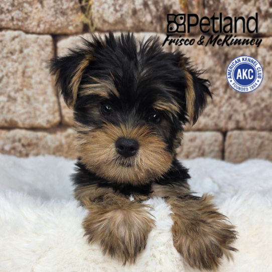 [#N03792] Black and Tan M Yorkshire Terrier Puppies for Sale