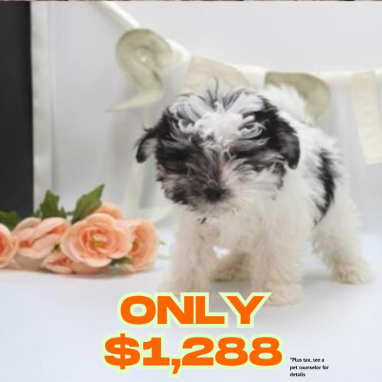 [#26711-01] Black / White M Morkie Puppies for Sale