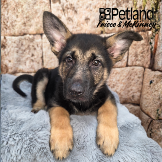 [#261383-01] Black / Tan M German Shepherd Dog Puppies for Sale