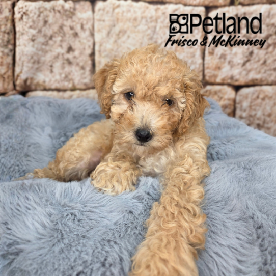 [#N02644] Red M Bichon Poo Puppies for Sale
