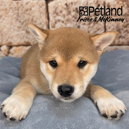 [#26242-01] Sable M Shiba Inu Puppies for Sale