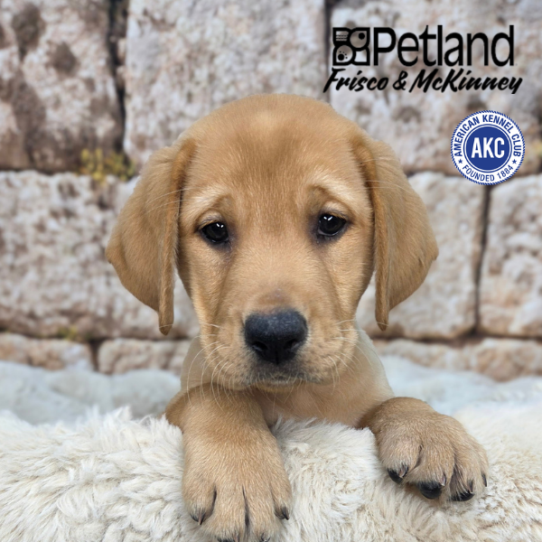 [#268-11] Red F Labrador Retriever Puppies for Sale