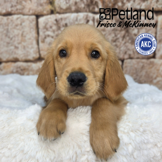 [#261631-03] Golden M Golden Retriever Puppies for Sale