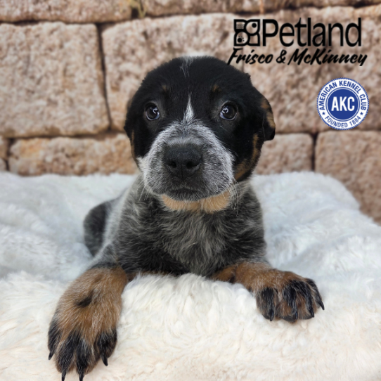 [#N03712] Blue Mottled F Australian Cattle Dog Puppies for Sale