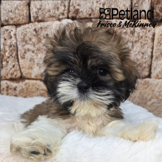 [#N03835] Gold and White M Shih Tzu Puppies for Sale