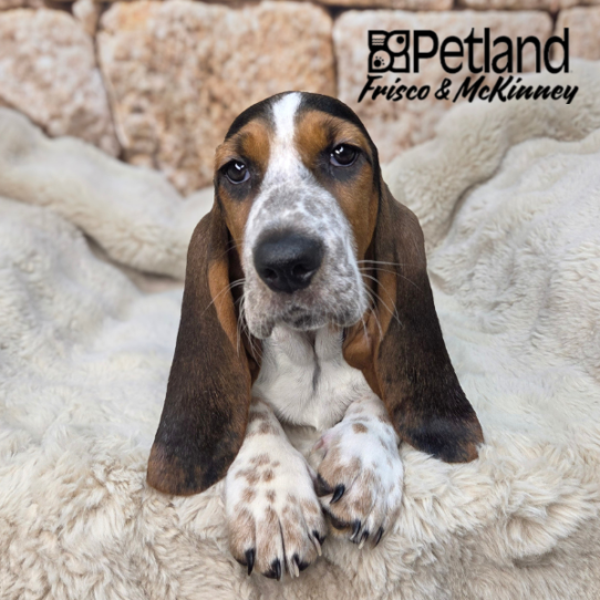 [#N03544] Black White and Tan F Basset Hound Puppies for Sale