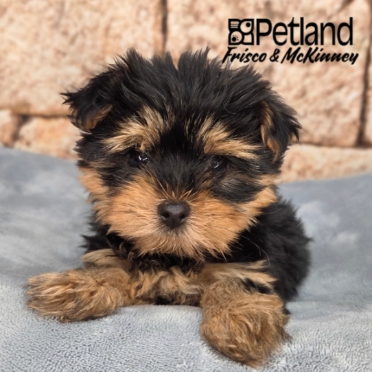 [#26201-03] F Morkie Puppies for Sale