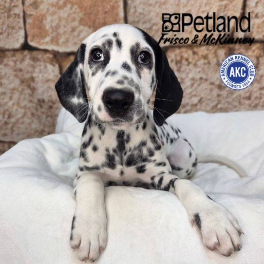 [#N03118] White and Black F Dalmatian Puppies for Sale