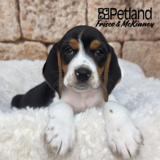[#N04071] Black White and Tan M Beagle Puppies for Sale