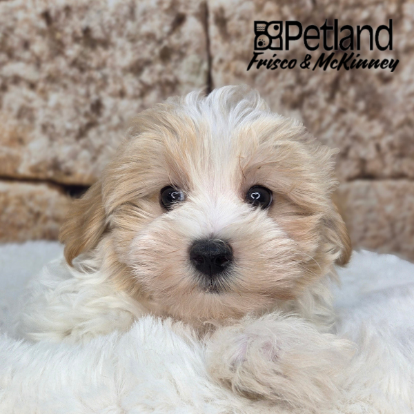 Maltipoo in Princeton, TX