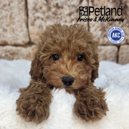 [#26300-01] Red F Poodle Mini Puppies for Sale
