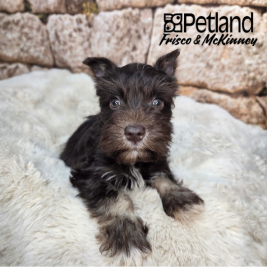 [#26183-01] Chocolate / Tan M Miniature Schnauzer Puppies for Sale