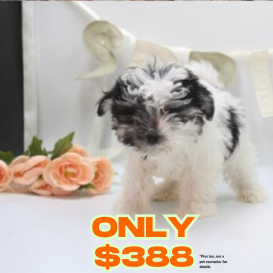 [#26711-01] Black / White M Morkie Puppies for Sale