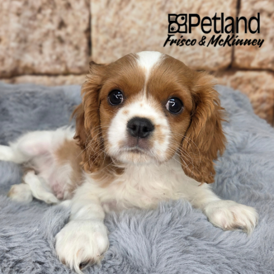 [#261377-02] Blenheim M Cavalier King Charles Spaniel Puppies for Sale