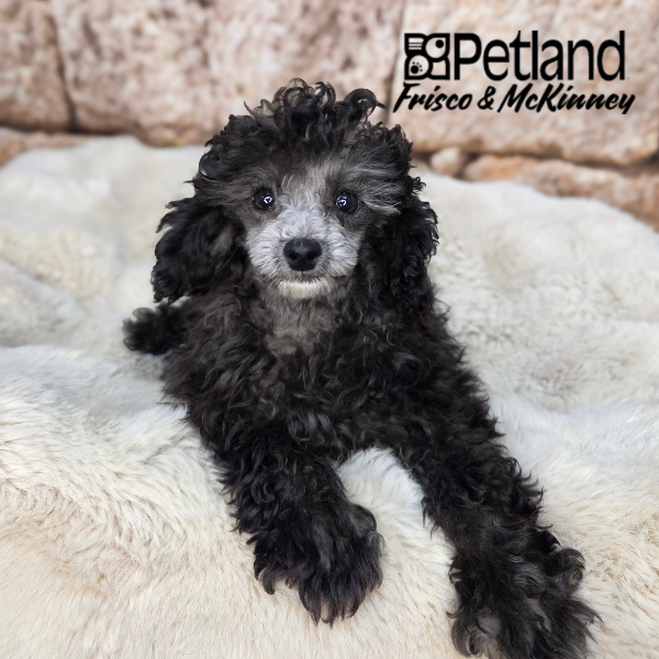 Miniature Poodle in Princeton, TX