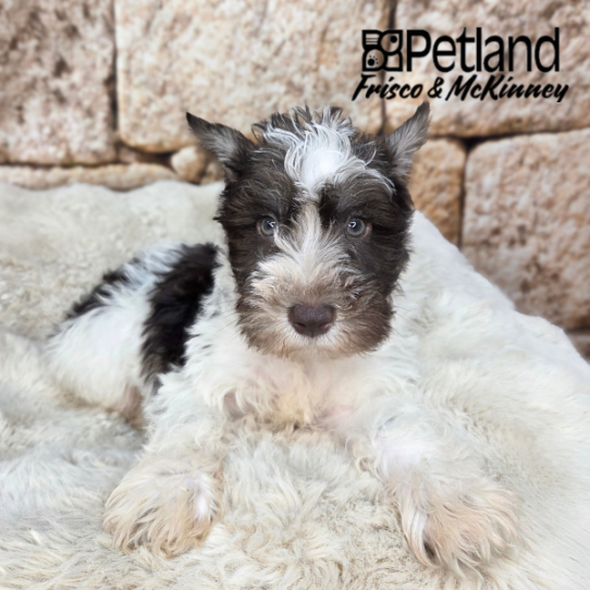 [#26184-03] White / Chocolate M Miniature Schnauzer Puppies for Sale