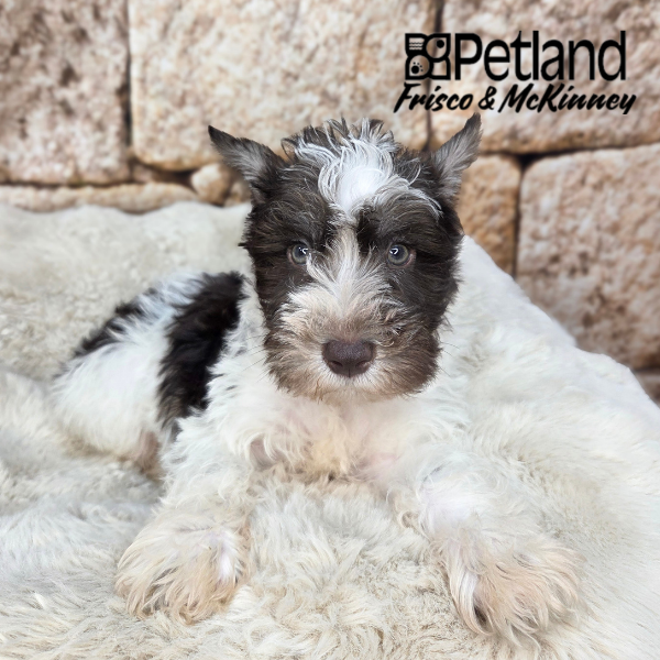 Miniature Schnauzer in Aubrey, TX