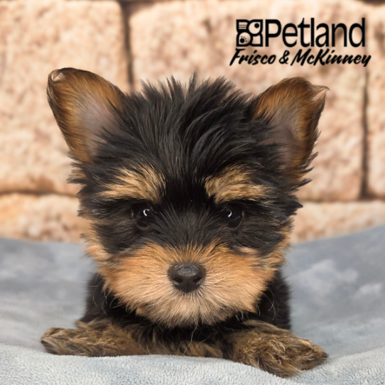 [#26201-02] M Morkie Puppies for Sale