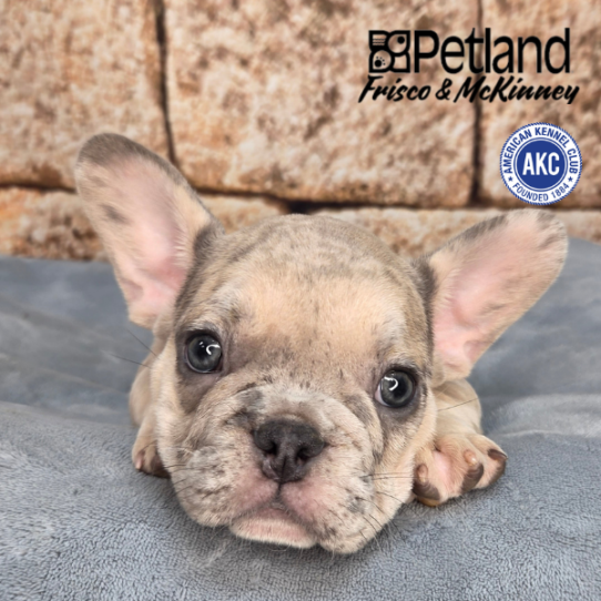 [#26794-02] Blue Merle M French Bulldog Puppies for Sale
