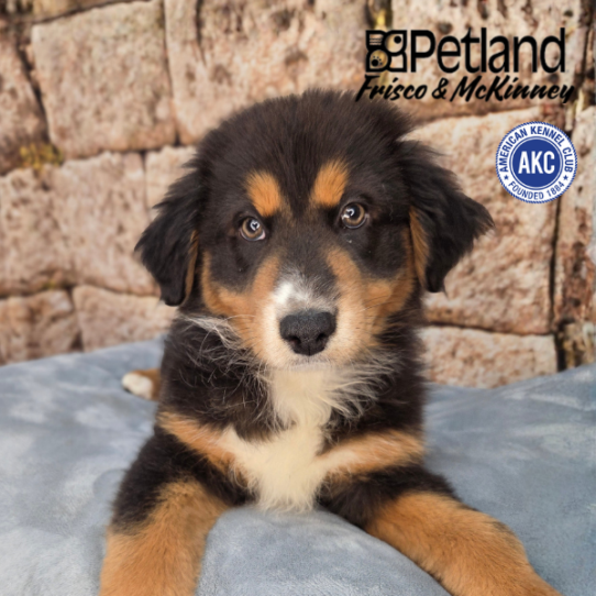 [#26617-02] Tri-Colored M Australian Shepherd Puppies for Sale
