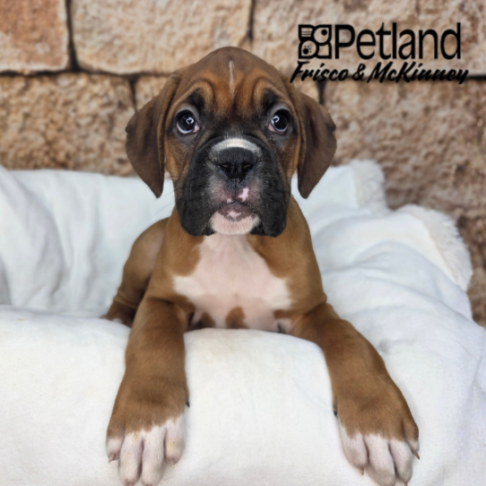 [#2618-04] Fawn F Boxer Puppies for Sale