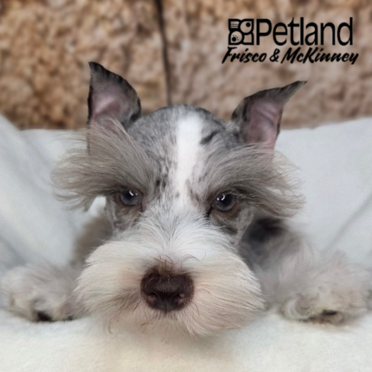 [#2611-02] Blue Merle M Miniature Schnauzer Puppies for Sale