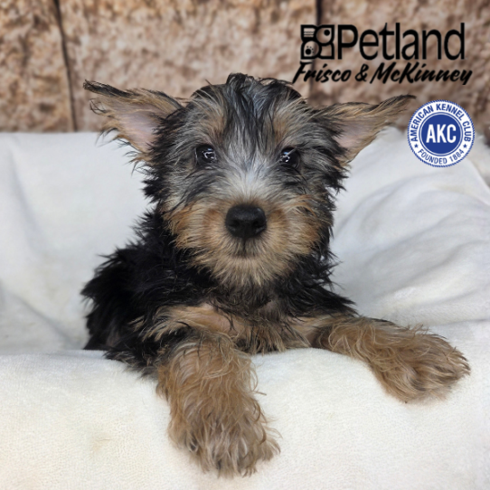 [#N03336] Black and Tan F Silky Terrier Puppies for Sale