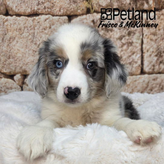 [#26229-01] Blue Merle / Tan M Australian Shepherd Puppies for Sale