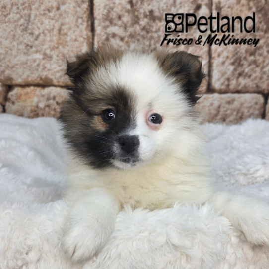 [#N03720] Sable F Pomeranian Puppies for Sale