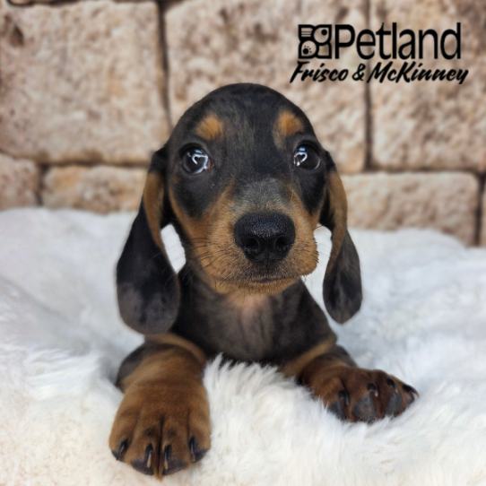 [#26285-01] Black / Tan M Dachshund Puppies for Sale