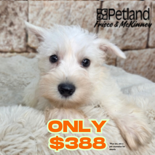 [#26184-01] White M Miniature Schnauzer Puppies for Sale