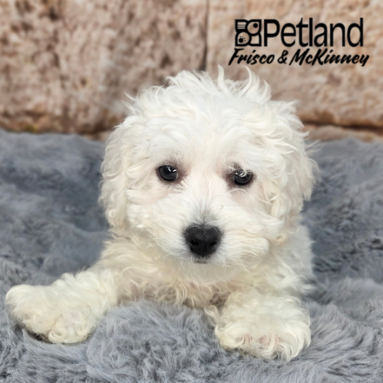 [#261385-04] White F Bichon Frise Puppies for Sale