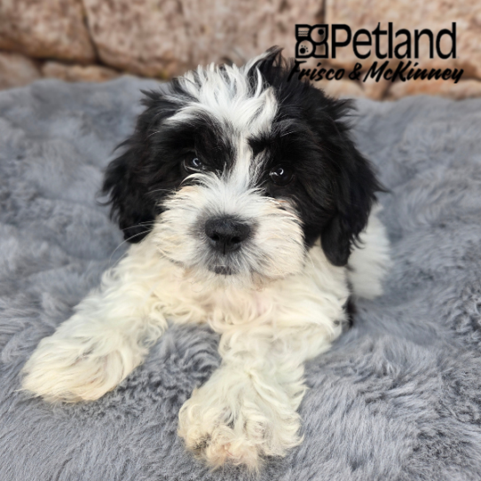 [#N02402] Black and White F Teddy Bear Puppies for Sale