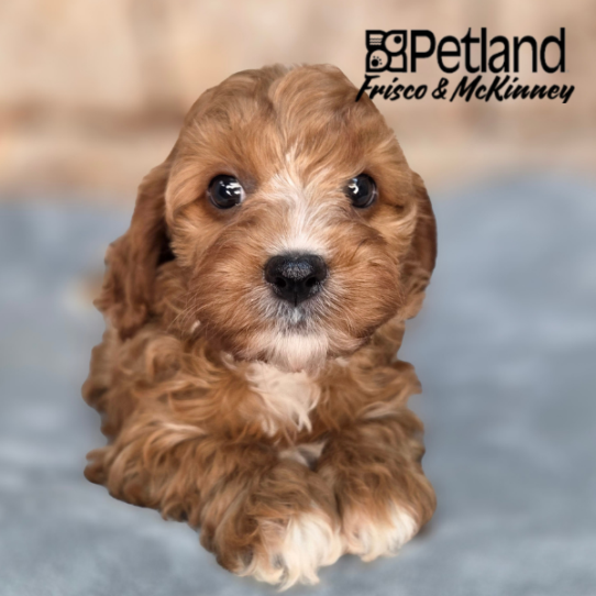 [#2673-05] Red F Cavapoo Puppies for Sale