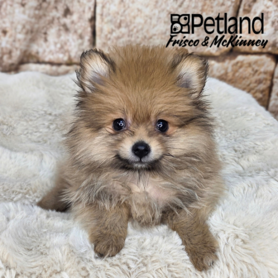 [#26182-01] Orange M Pomeranian Puppies for Sale