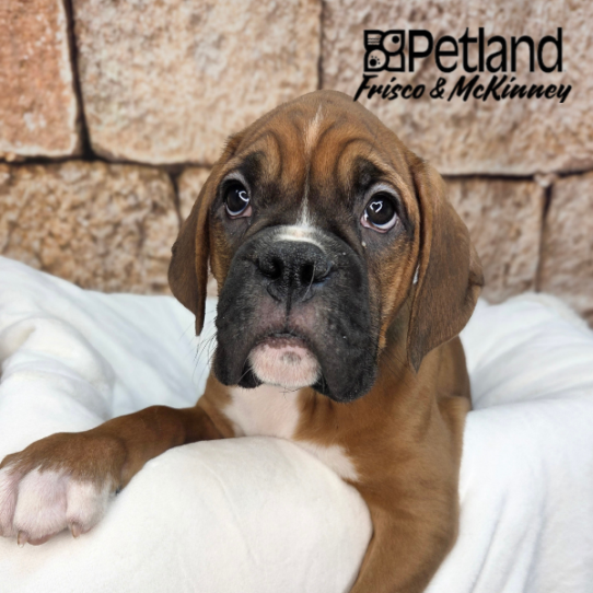 [#2618-03] Fawn M Boxer Puppies for Sale