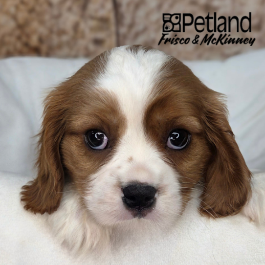[#N03840] Blenheim M Cavalier King Charles Spaniel Puppies for Sale