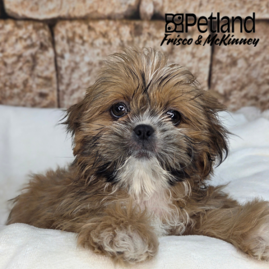 [#N04798] Gold F Shih Tzu Puppies for Sale