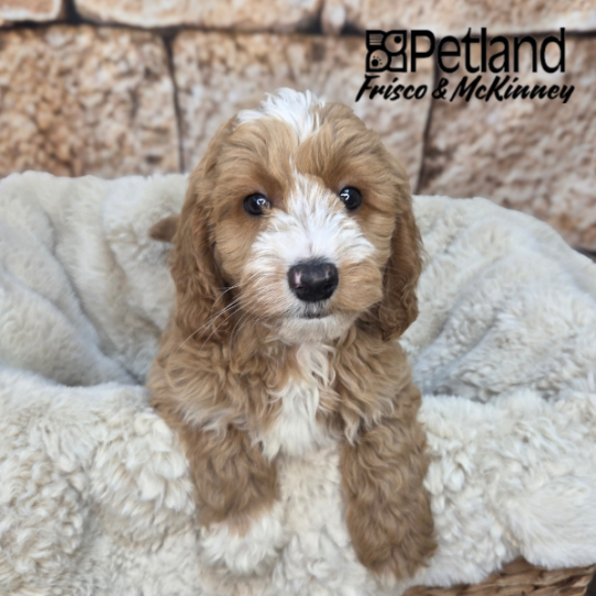 [#261574-03] Apricot M Goldendoodle Mini Puppies for Sale