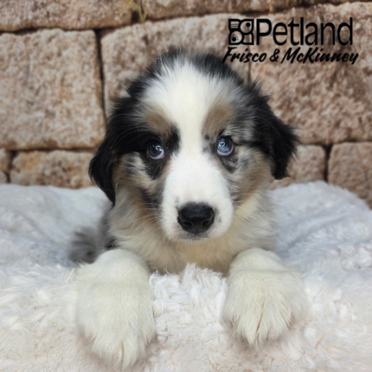 [#26229-02] Blue Merle / Tan F Australian Shepherd Puppies for Sale